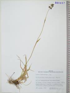 KHA6857, Камыш Максимовича C.B.Clarke, Сибирь, Дальний Восток (S6) (Россия)