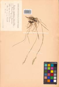 Koeleria subalpestris (Hartm.) Barberá, Quintanar, Soreng & P.M.Peterson, Сибирь, Дальний Восток (S6) (Россия)