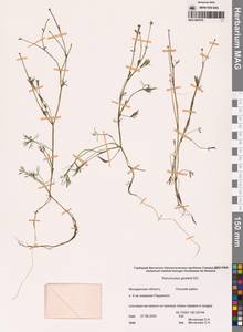 Лютик Гмелина DC., Сибирь, Чукотка и Камчатка (S7) (Россия)