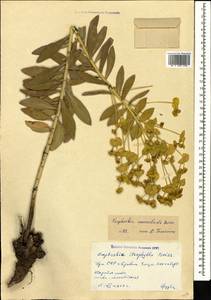 Euphorbia macroclada Boiss., Кавказ, Армения (K5) (Армения)