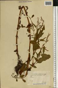 Горец развесистый, Горец щавелелистный (L.) Gray, Восточная Европа, Эстония (E2c) (Эстония)