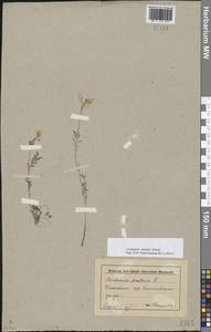 Cardamine pratensis subsp. dentata (Schult.) Čelak., Восточная Европа, Нижневолжский район (E9) (Россия)