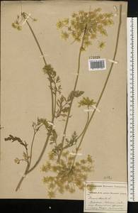 Морковь обыкновенная, Морковь дикая L., Восточная Европа, Московская область и Москва (E4a) (Россия)