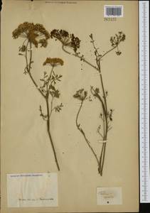 Katapsuxis silaifolia (Jacq.) Reduron, Charpin & Pimenov, Западная Европа (EUR) (Неизвестно)