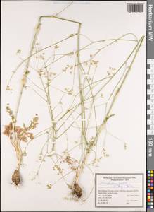 Elaeosticta nodosa (Boiss.) Boiss., Зарубежная Азия (ASIA) (Иран)