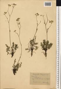 Бедренец известколюбивый Vill., Восточная Европа, Центральный лесостепной район (E6) (Россия)