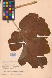 Heracleum sphondylium subsp. sibiricum (L.) Simonk., Восточная Европа, Центральный район (E4) (Россия)