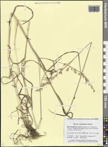 Костер переменчивый, Костер изменчивый Schrad., Кавказ, Краснодарский край и Адыгея (K1a) (Россия)