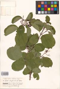 Свидина кроваво-красная L., Восточная Европа, Московская область и Москва (E4a) (Россия)