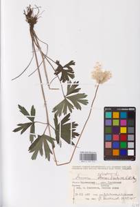 Ветреница лесная L., Восточная Европа, Нижневолжский район (E9) (Россия)