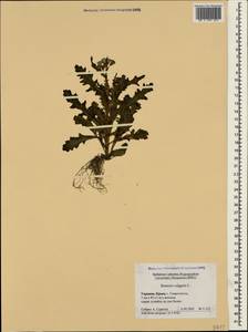 Крестовник обыкновенный L., Крым (KRYM) (Россия)