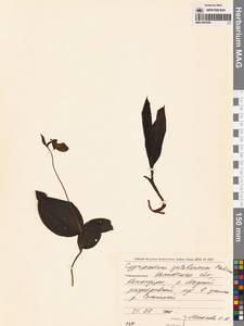 Венерин башмачок Ятабе Makino, Сибирь, Чукотка и Камчатка (S7) (Россия)