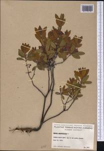 Kalmia angustifolia L., Америка (AMER) (Канада)
