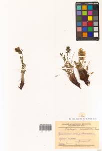 Остролодочник Майделя Trautv., Сибирь, Чукотка и Камчатка (S7) (Россия)