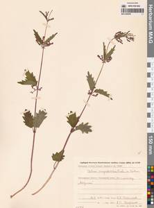 Urtica dioica var. holosericea Fr., Сибирь, Чукотка и Камчатка (S7) (Россия)