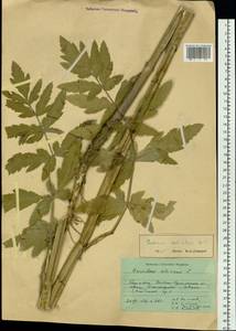 Pastinaca sativa var. sylvestris (Mill.) DC., Сибирь, Западный (Казахстанский) Алтай (S2a) (Казахстан)