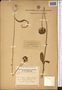 Allium alaicum Vved., Средняя Азия и Казахстан, Памир и Памиро-Алай (M2) (Киргизия)