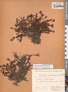 Камнеломка аянская (Sipliv.) Vorosch., Сибирь, Чукотка и Камчатка (S7) (Россия)