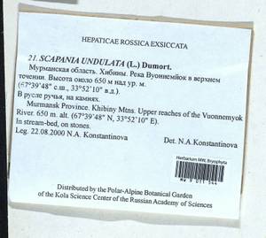 Scapania undulata (L.) Dumort., Гербарий мохообразных, Мхи - Карелия, Ленинградская и Мурманская области (B4) (Россия)