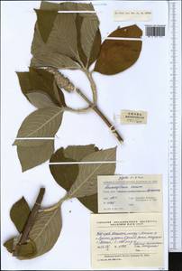 Leucosceptrum canum Sm., Зарубежная Азия (ASIA) (КНР)