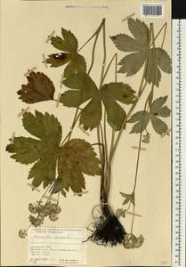 Астранция большая L., Восточная Европа, Западно-Украинский район (E13) (Украина)