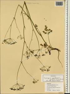 Скалигерия рапсовидная (Willd. ex Spreng.) Grande, Зарубежная Азия (ASIA) (Турция)