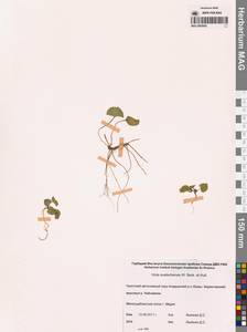 Viola crassa subsp. avatschensis (W.Becker & Hultén) Espeut, Сибирь, Чукотка и Камчатка (S7) (Россия)