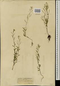 Желтушник левкойный L., Монголия (MONG) (Монголия)