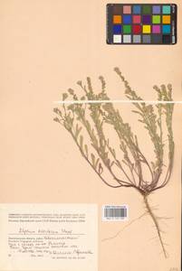 Бурачок туркестанский Regel & Schmalh. ex Regel, Восточная Европа, Нижневолжский район (E9) (Россия)