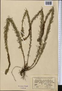 Вероника перистая L., Средняя Азия и Казахстан, Джунгарский Алатау и Тарбагатай (M5) (Казахстан)