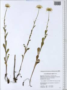 Нивяник обыкновенный, Поповник Lam., Сибирь, Прибайкалье и Забайкалье (S4) (Россия)