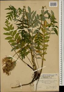 Псефеллюс закавказский Sosn., Кавказ, Южная Осетия (K4b) (Южная Осетия)