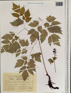 Actaea rubra subsp. rubra, Сибирь, Центральная Сибирь (S3) (Россия)