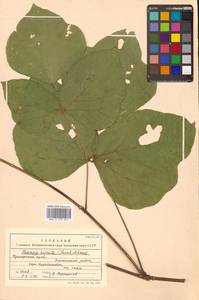 Пуэрария лопастная (Willd.) Maesen & S.M.Almeida ex Sanjappa & Predeep, Сибирь, Дальний Восток (S6) (Россия)