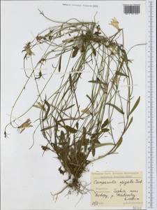 Колокольчик раскидистый L., Западная Европа (EUR) (Болгария)