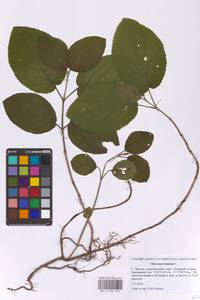 Калина гордовина L., Восточная Европа, Московская область и Москва (E4a) (Россия)