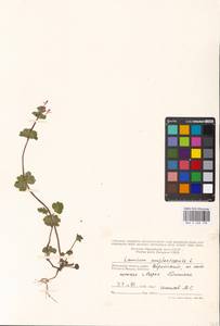 Яснотка стеблеобъемлющая L., Восточная Европа, Московская область и Москва (E4a) (Россия)