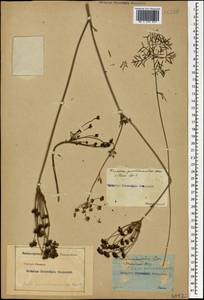 Gasparinia peucedanoides (M. Bieb.) Thell., Кавказ (без точных местонахождений) (K0)