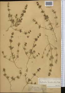 Pyankovia brachiata (Pall.) Akhani & Roalson, Средняя Азия и Казахстан, Муюнкумы, Прибалхашье и Бетпак-Дала (M9) (Казахстан)