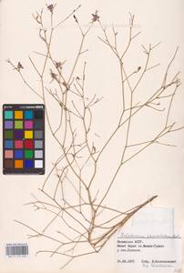 Delphinium consolida subsp. paniculatum (Host) N.Busch, Восточная Европа, Нижневолжский район (E9) (Россия)