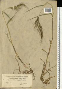 Ежовник обыкновенный, Куриное просо (L.) P.Beauv., Восточная Европа, Нижневолжский район (E9) (Россия)