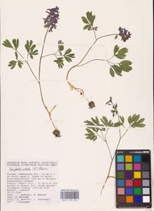 Хохлатка плотная (L.) Clairv., Восточная Европа, Центральный лесостепной район (E6) (Россия)
