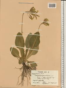 Первоцвет весенний L., Восточная Европа, Средневолжский район (E8) (Россия)