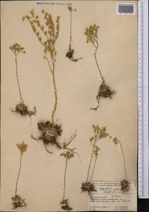 Rosularia glabra (Regel & C. Winkl.) A. Berger, Средняя Азия и Казахстан, Памир и Памиро-Алай (M2) (Киргизия)