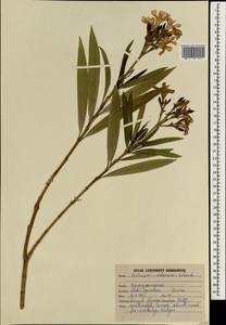 Nerium indicum subsp. indicum, Зарубежная Азия (ASIA) (Индия)