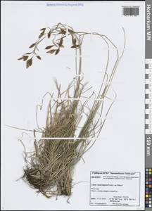 Осока каменистая, Сибирь, Центральная Сибирь (S3) (Россия)