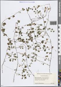 Линнея северная L., Восточная Европа, Северный район (E1) (Россия)