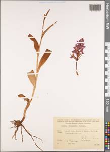 Пальчатокоренник Дюрвиля (Steud.) H.Baumann & Künkele, Кавказ, Грузия (K4) (Грузия)