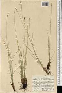 Carex myosuroides Vill., Монголия (MONG) (Монголия)