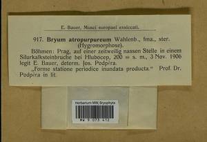 Gemmabryum dichotomum (Hedw.) J.R. Spence & H.P. Ramsay, Гербарий мохообразных, Мхи - Западная Европа (BEu) (Чехия)